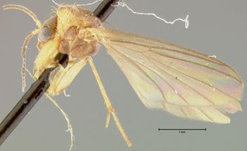 Media type: image;   Entomology 27262 Aspect: habitus lateral view